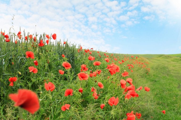 Poppies in field, Remembrance Day, Horsham