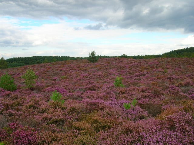 Heyshott
