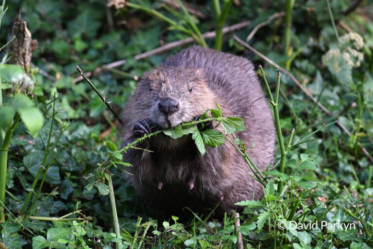 wilder ouse project Eurasian Beaver © David Parkyn