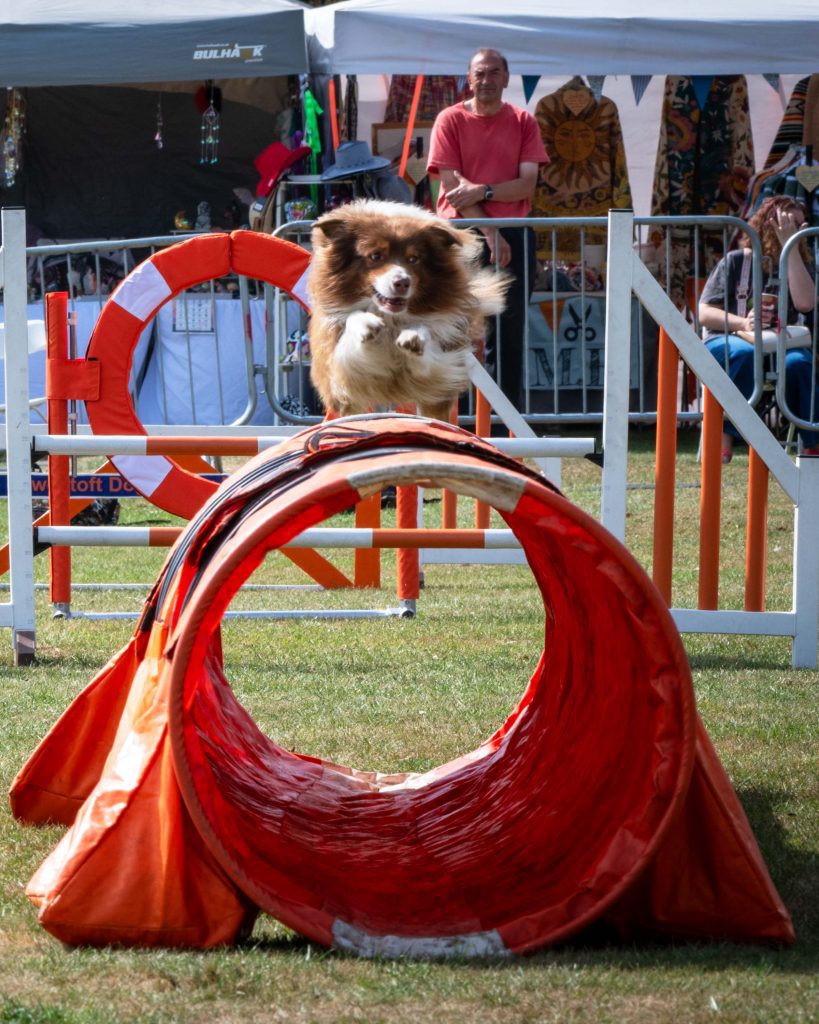 Dog Show 2 1
