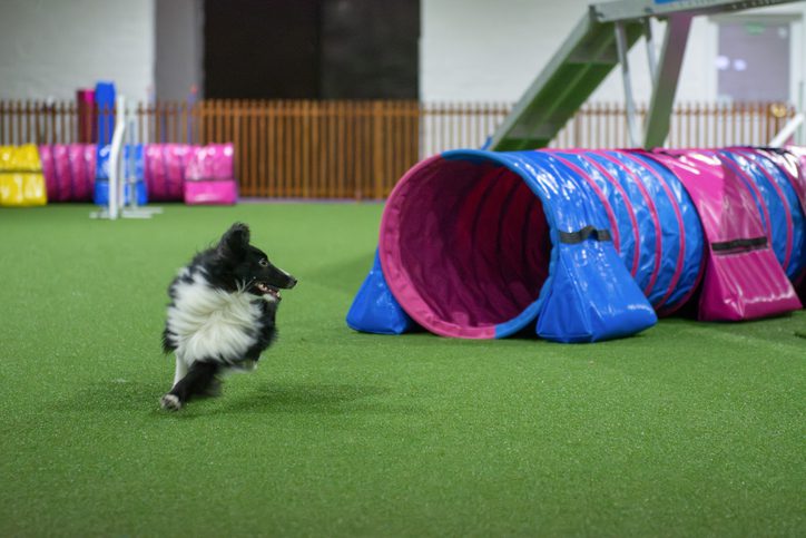 Dog Show 3